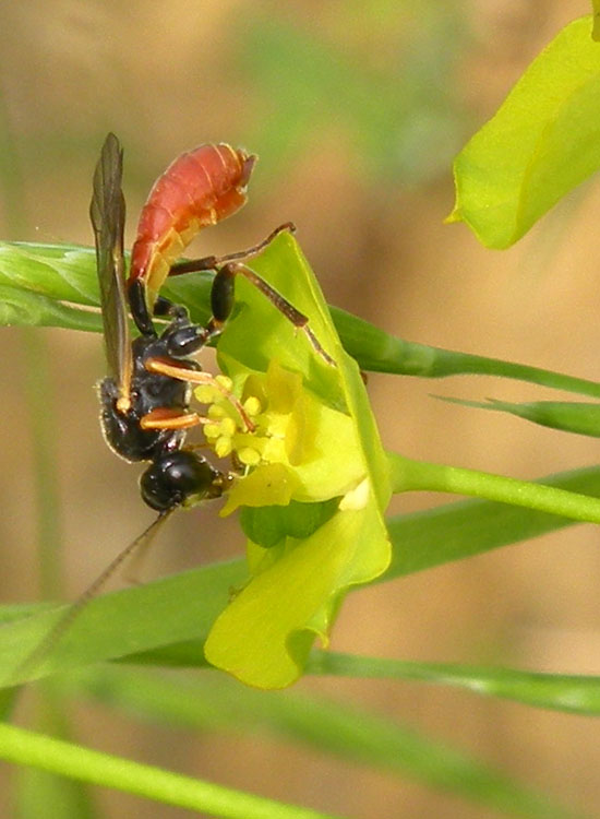 Ichneumonidae (Tryphoninae o Ctenopelmatinae)